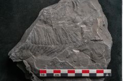 Foto (Detailansicht) von Senftenbergia crenata Lindl. et H. (NHMW-GEO-2024-0188-10944)